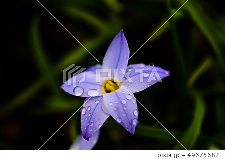 ハナニラ ハナニラ 49675682