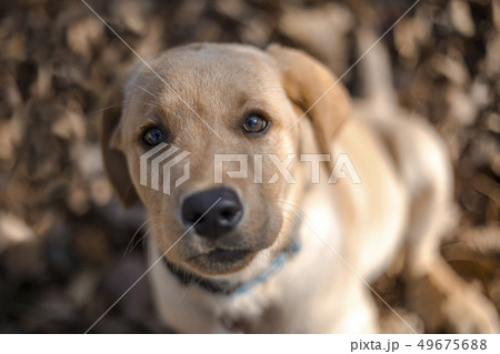 Young golden retriever puppy Young golden retriever puppy 49675688