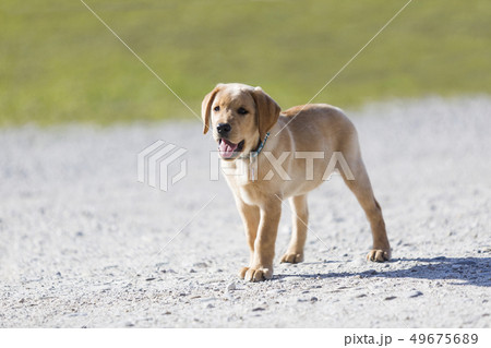 Young golden retriever puppy Young golden retriever puppy 49675689
