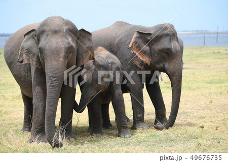 スリランカゾウ スリランカゾウ 49676735
