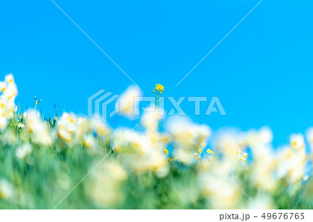 菜の花 水仙 青空 菜の花 水仙 青空 49676765
