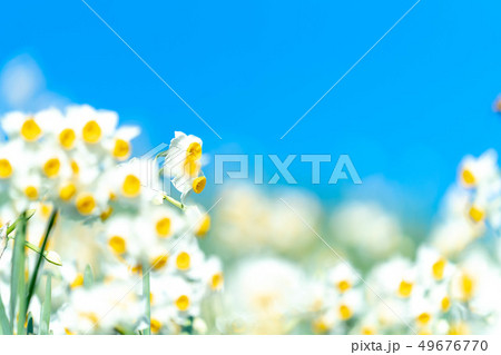 水仙 スイセン すいせん 青空 水仙 スイセン すいせん 青空 49676770