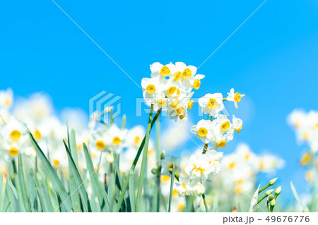 水仙 スイセン すいせん 青空 水仙 スイセン すいせん 青空 49676776
