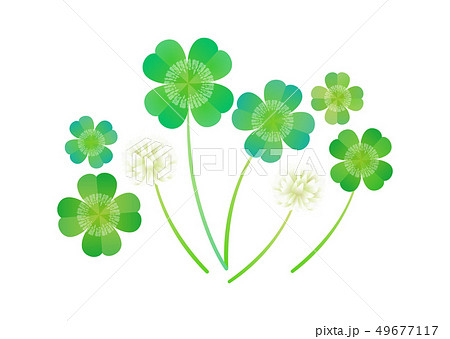 クローバー 49677117