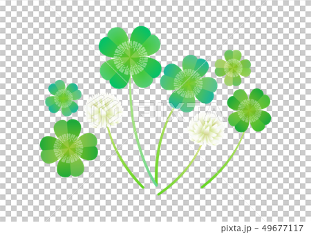 クローバー 49677117