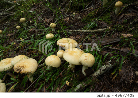 森林の中のキノコ 49677408