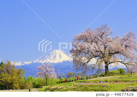 わに塚の桜と富士山 49677429