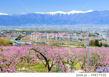 春の桃畑と白峰三山 49677436