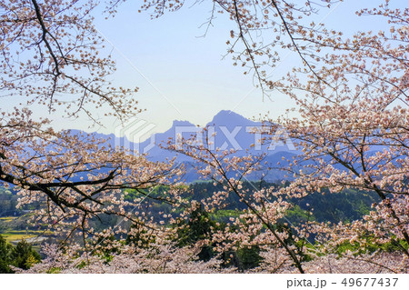 桜と妙義山 49677437
