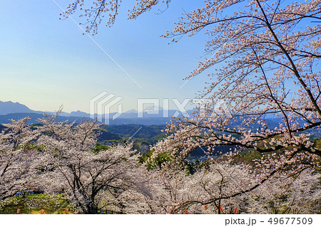 桜と浅間山 49677509