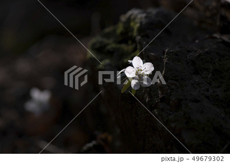 辺山風花 花 野生の花 49679302