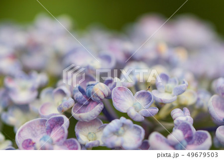 渦紫陽花　うずあじさい　おたふく紫陽花　珍しいアジサイ 49679503