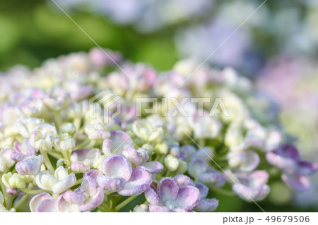 渦紫陽花 うずあじさい おたふく紫陽花 珍しいアジサイの写真素材