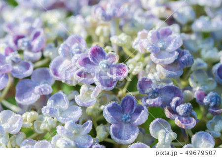 渦紫陽花 うずあじさい おたふく紫陽花 珍しいアジサイ 渦紫陽花 うずあじさい おたふく紫陽花 珍しいアジサイ 49679507