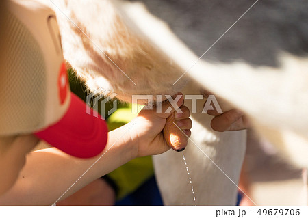 牛の乳しぼり 49679706