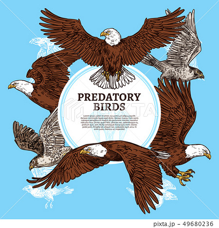 Predatory birds, sketch eagle or falcon 49680236