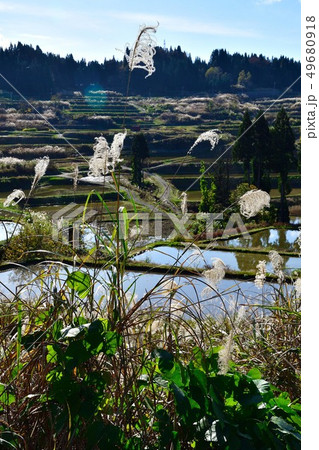 秋の棚田（新潟県） 49680918