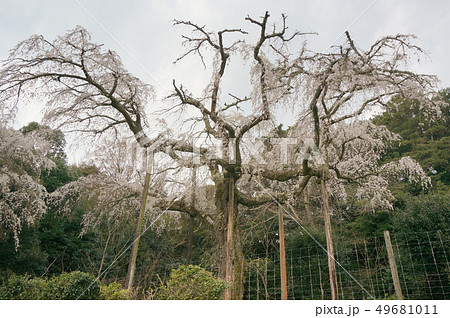 長興山紹太寺 しだれ桜 49681011