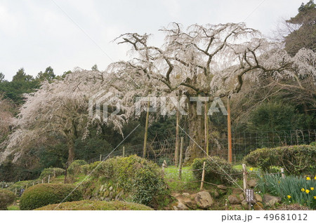 長興山紹太寺 しだれ桜 長興山紹太寺 しだれ桜 49681012