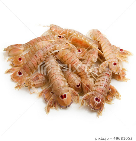 mantis shrimps on white background mantis shrimps on white background 49681052