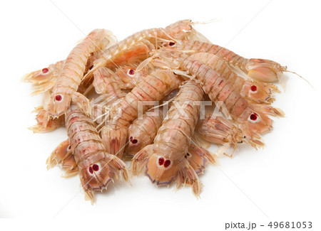 mantis shrimps on white background 49681053