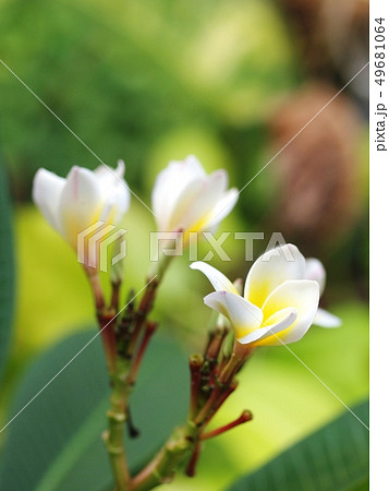 white flowers of Frangipani, Plumeria, Temple tree white flowers of Frangipani, Plumeria, Temple tree 49681064