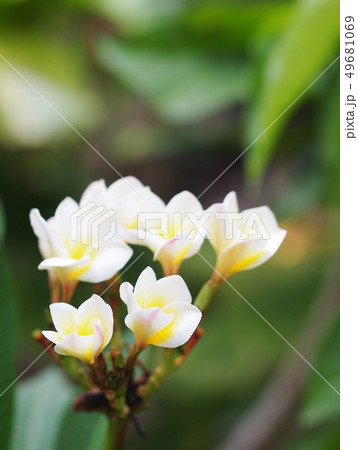 white flowers of Frangipani, Plumeria, Temple tree 49681069