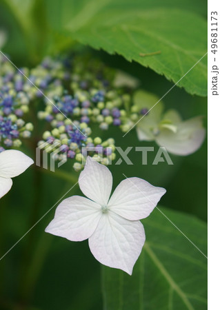 額紫陽花 49681173