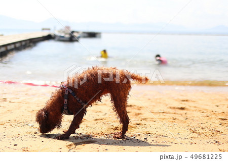 濡れた犬 濡れた犬 49681225