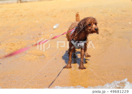 濡れた犬 濡れた犬 49681229