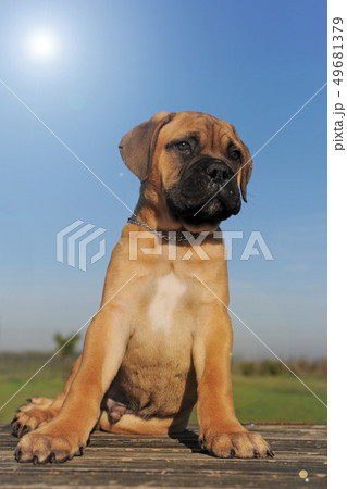 puppy Bull Mastiff 49681379