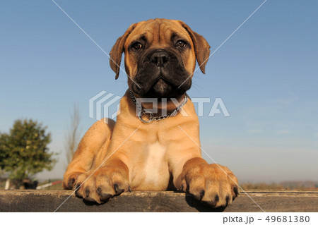 puppy Bull Mastiff 49681380