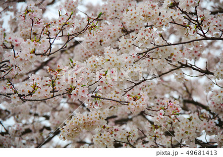 間近に見る満開の桜 49681413