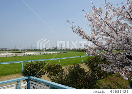 阪神競馬場 - 桜花賞の日の芝コースと桜 49681421