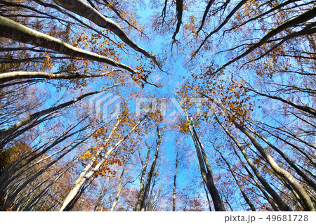 美人林（新潟県） 49681728