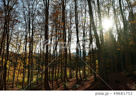 美人林（新潟県） 49681752