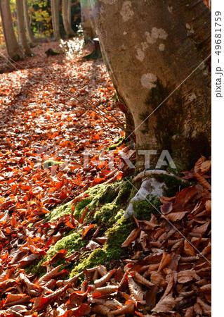 美人林(新潟県) 美人林(新潟県) 49681759