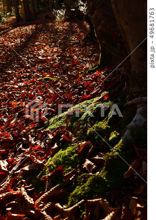 美人林（新潟県） 49681763