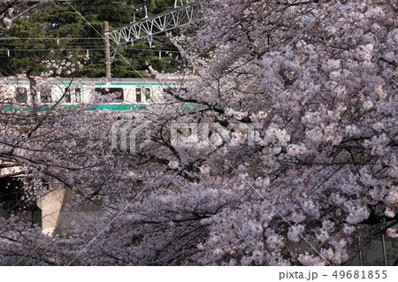 石神井川の桜と埼京線 49681855