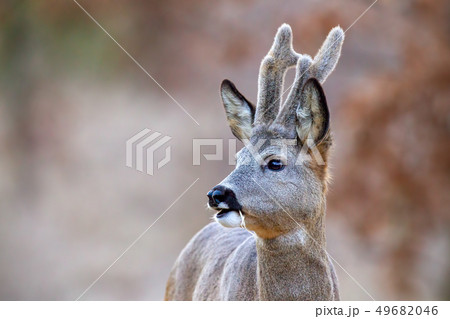 Close-up of roe deer buck with growing antlers covered in velvet 49682046