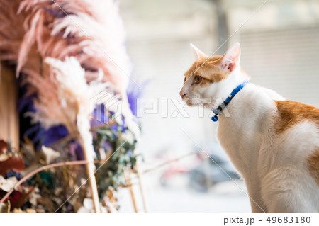 猫 ねこ ネコ 49683180