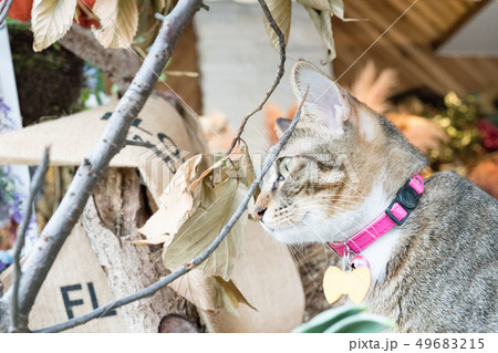 猫 ねこ ネコ 49683215