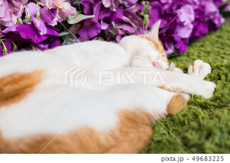 猫 ねこ ネコ 49683225