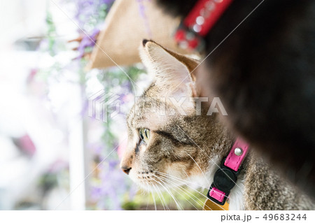 猫 ねこ ネコ 49683244