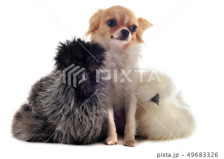 young Silkies and chihuahua 49683326