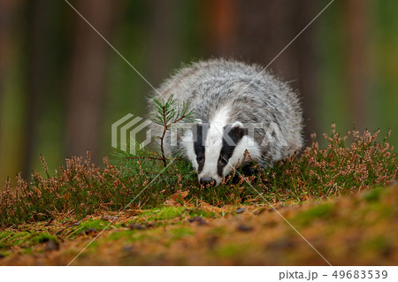 Wild Badger, Meles meles, animal in wood. 49683539