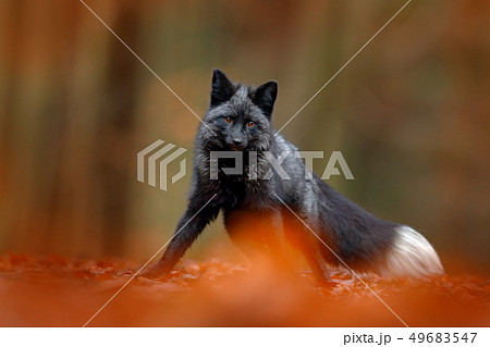 Black silver fox, rare form. Dark red fox playing Black silver fox, rare form. Dark red fox playing 49683547