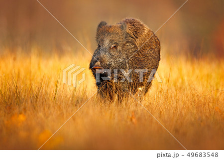 Autumn in the forest. Big Wild boar, Sus scrofa 49683548
