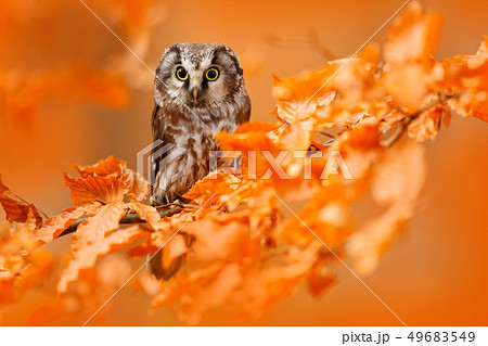 Owl hidden in the orange leaves 49683549