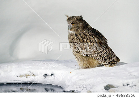 Blakiston's fish owl, Bubo blakistoni, largest owl 49683556